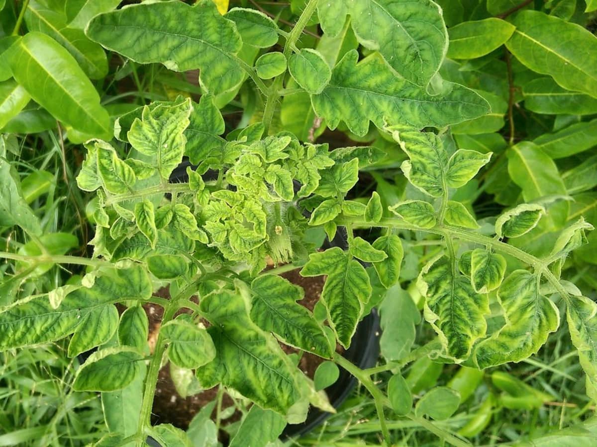tomato leaf curl