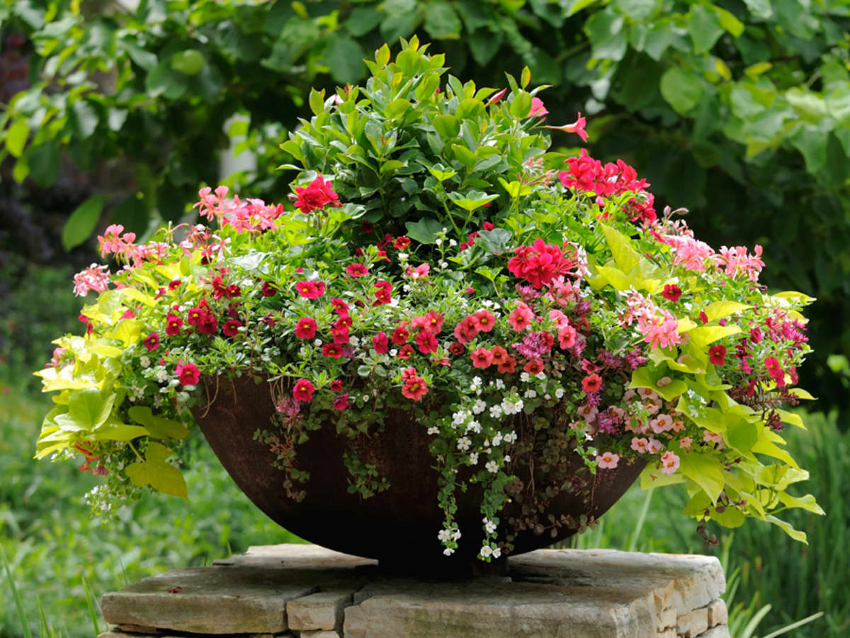 The Advantages of Container Gardening   Dengarden