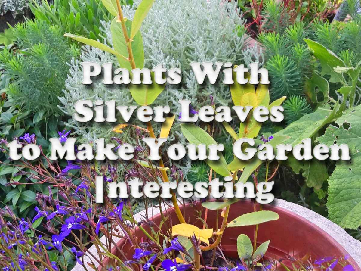 5 Plants With Silver Leaves To Make Your Garden Interesting Dengarden