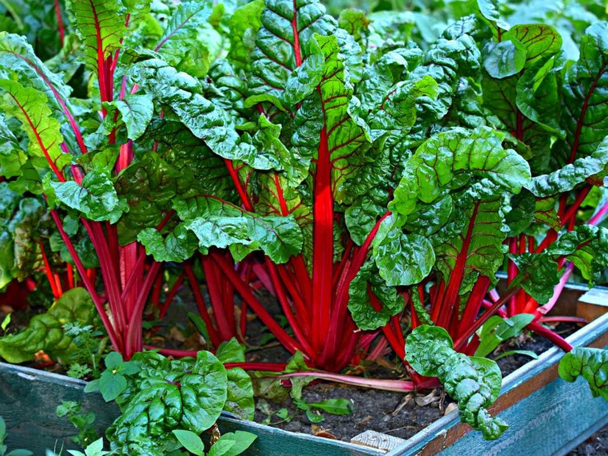 How To Grow Swiss Chard For Spring Or Fall Dengarden