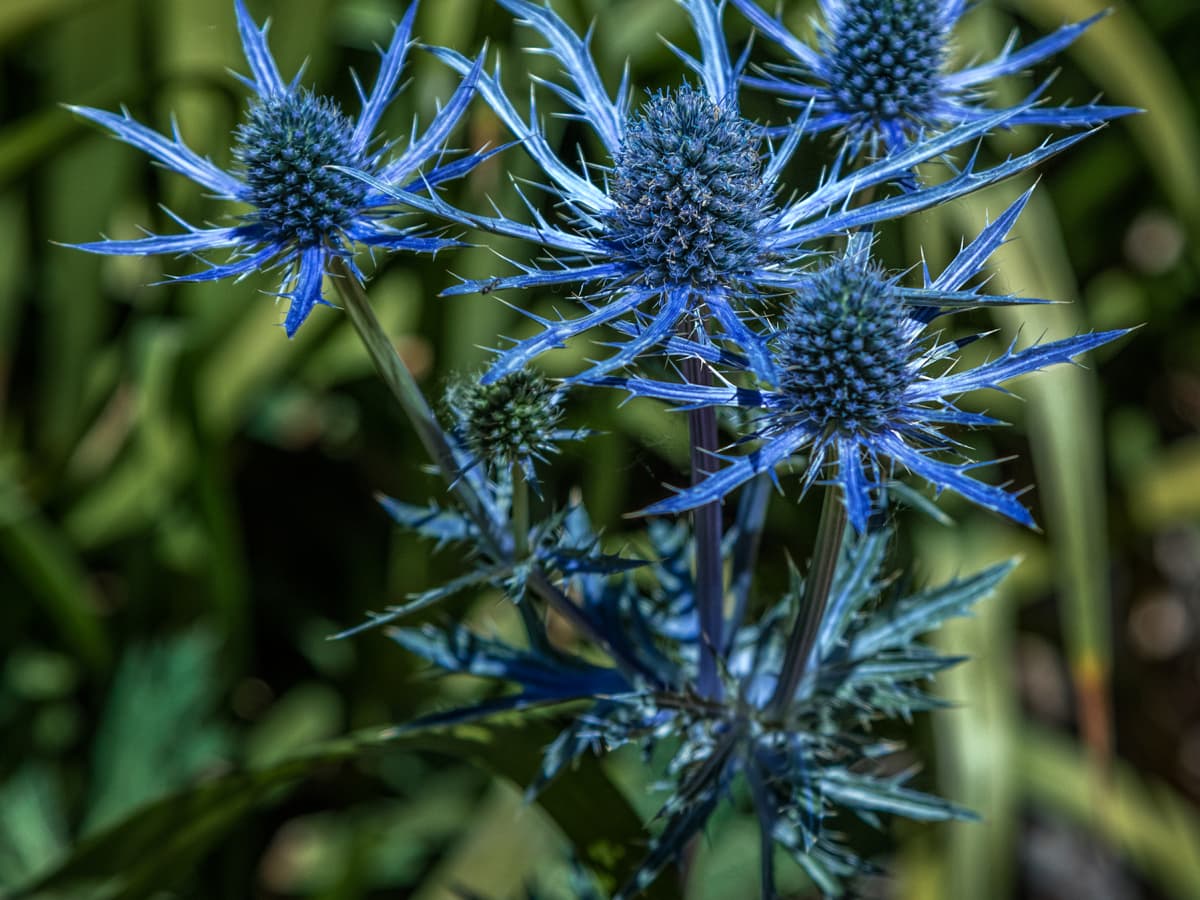 some planting tips and species guide for sea holly - dengarden