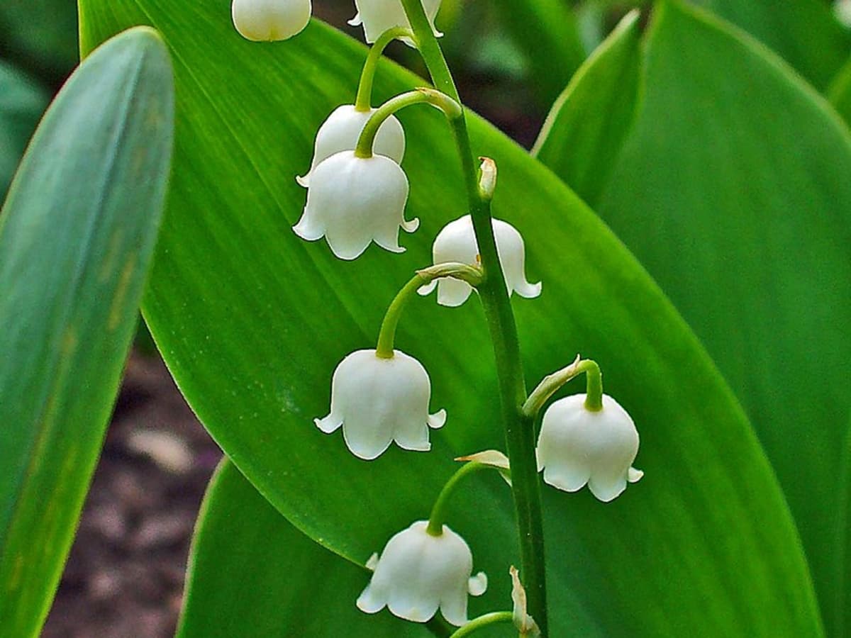 How to Grow Lily of the Valley, a Cottage Garden Favorite - Dengarden