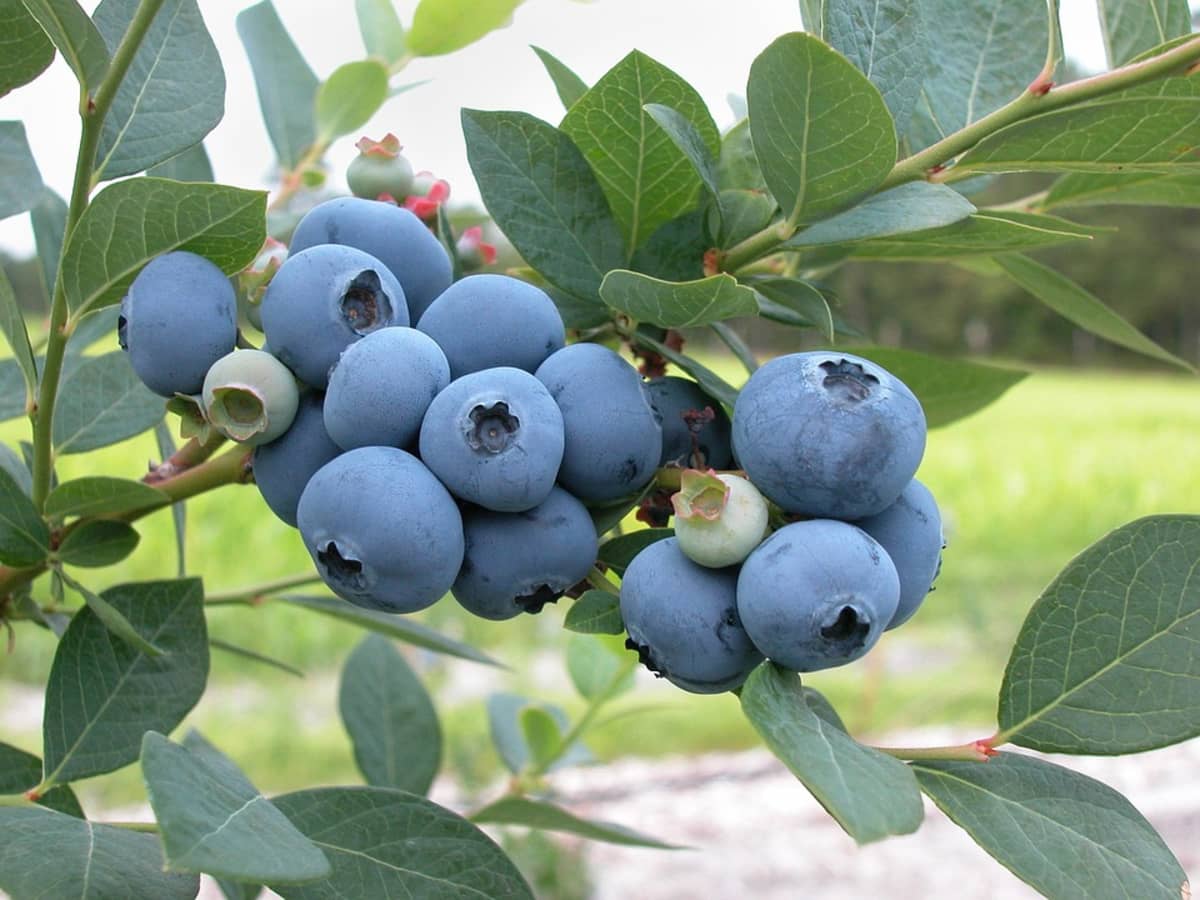 100Pcs Seeds Blueberries High Bush Big Harvest of Delicious Organic Blueberries 