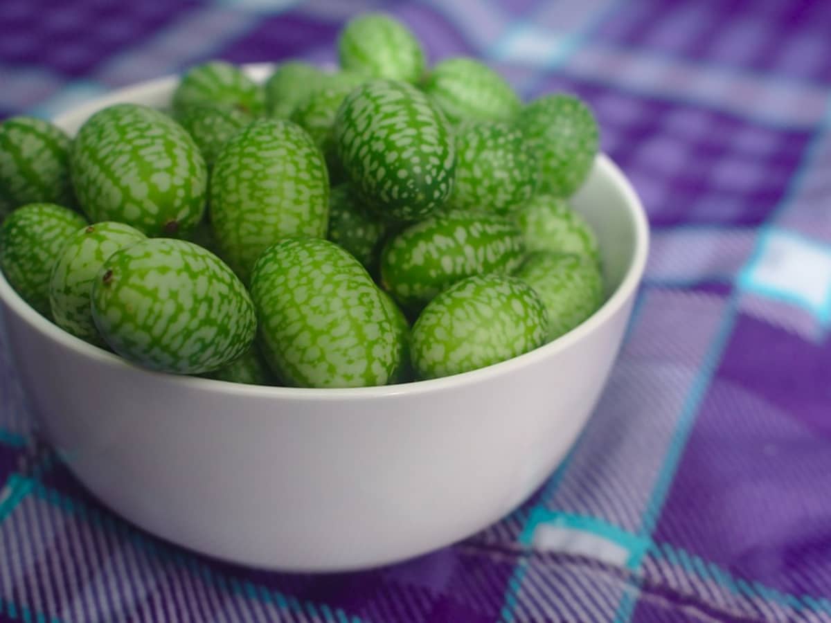 How to Grow Cucamelons (Mouse Melons)