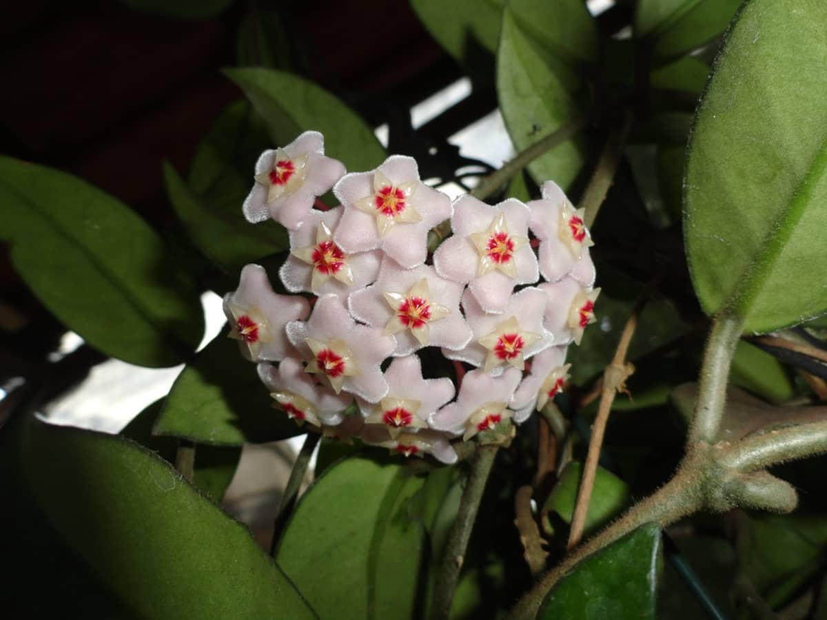 grown from 19 year old specimen. Hoya Hoya Carnosa or Wax plant 18 month old plant 
