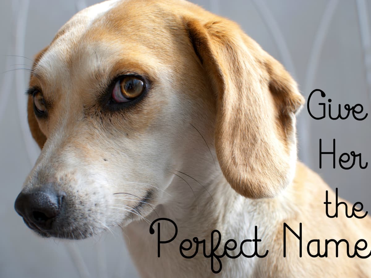 525+ Cute Female Dog Names and Meanings - PetHelpful