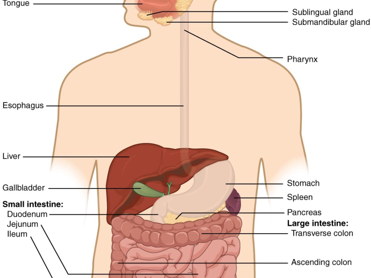 pancreas digestive system