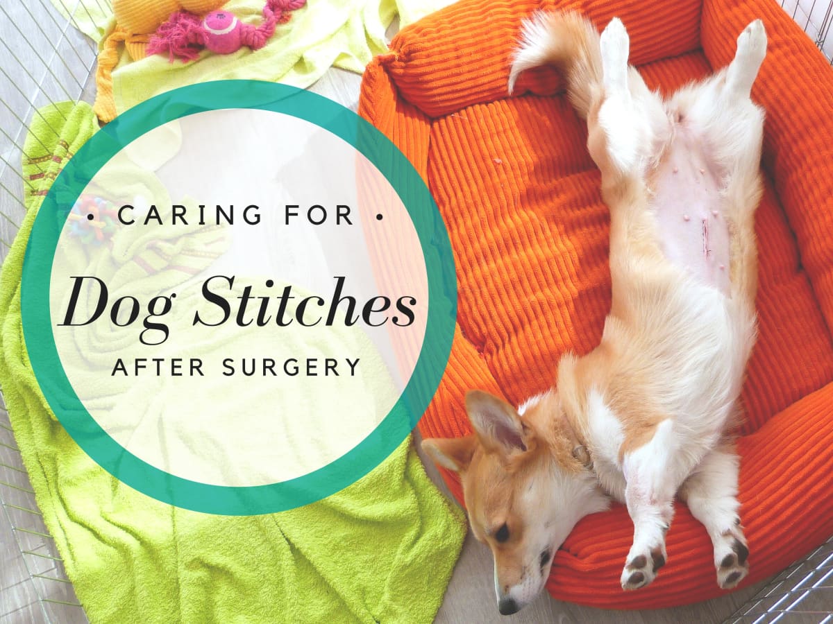 How To Care For And Keep Dog Stitches Clean After Surgery Pethelpful