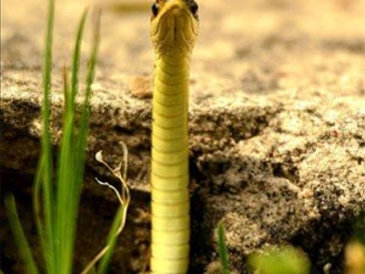 Cobra, Venomous Snake Species & Characteristics