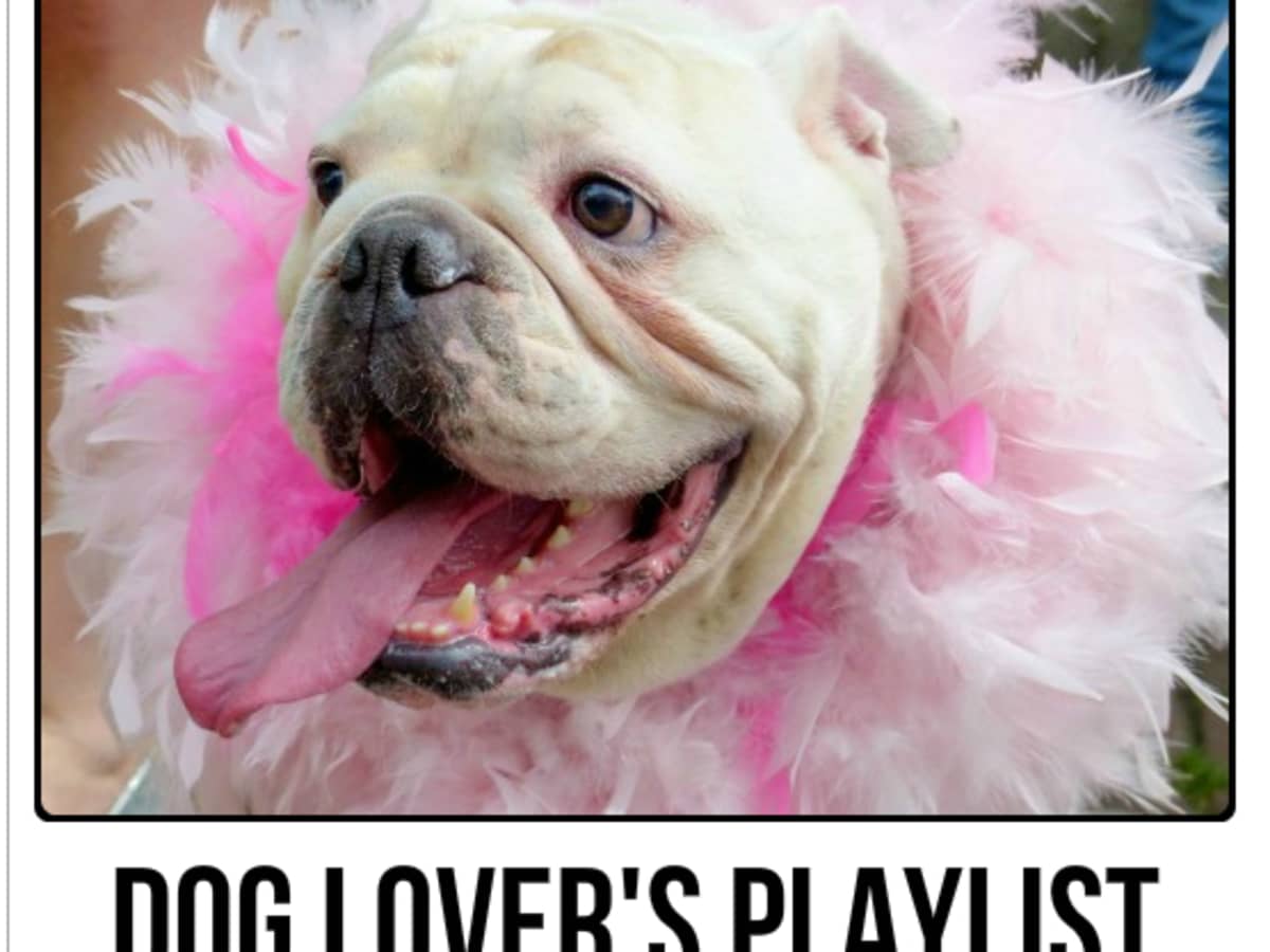 Dog Lover S Playlist 48 Songs For People Who Love Dogs Spinditty
