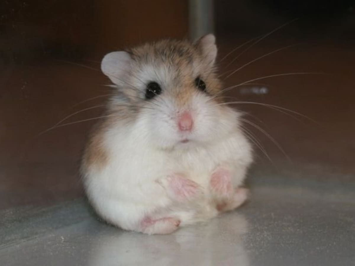 How long do hamsters live? What is the average lifespan of a hamster?