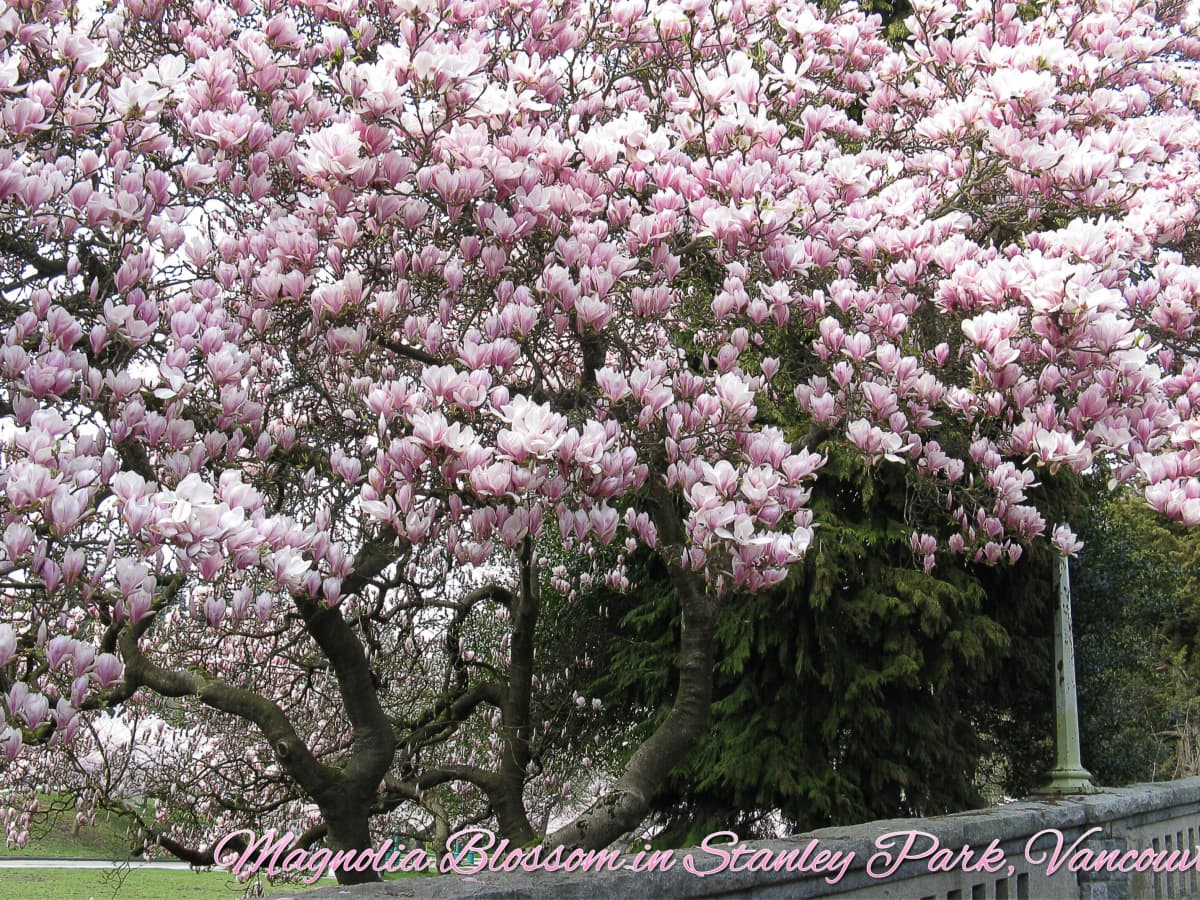 Magnolia Flowers and Glaucous-Winged Gulls in Stanley Park, BC -  WanderWisdom