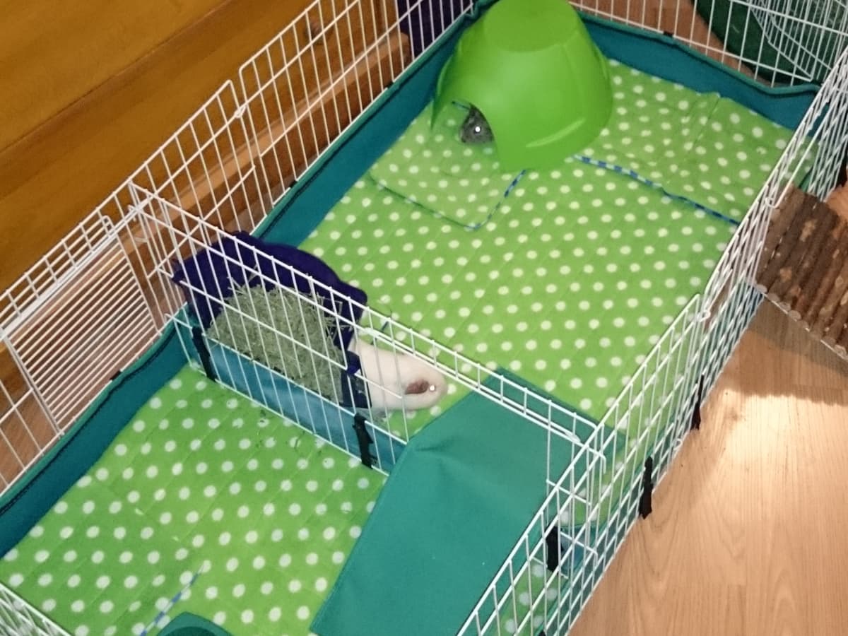 small guinea pig cages