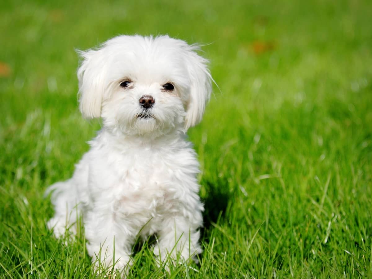 Top 10 Most Expensive Dog Breeds in India - PetHelpful