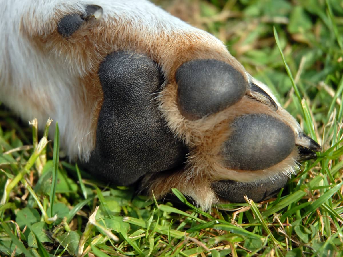 do big puppy paws mean big dog