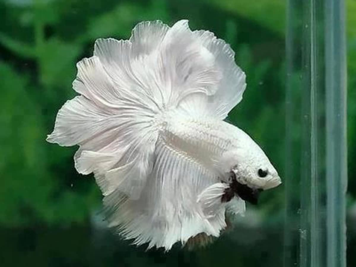 Betta Fish: Know all about keeping it in a Betta fish tank