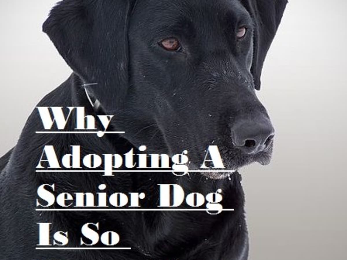 how much does it cost to adopt a senior dog