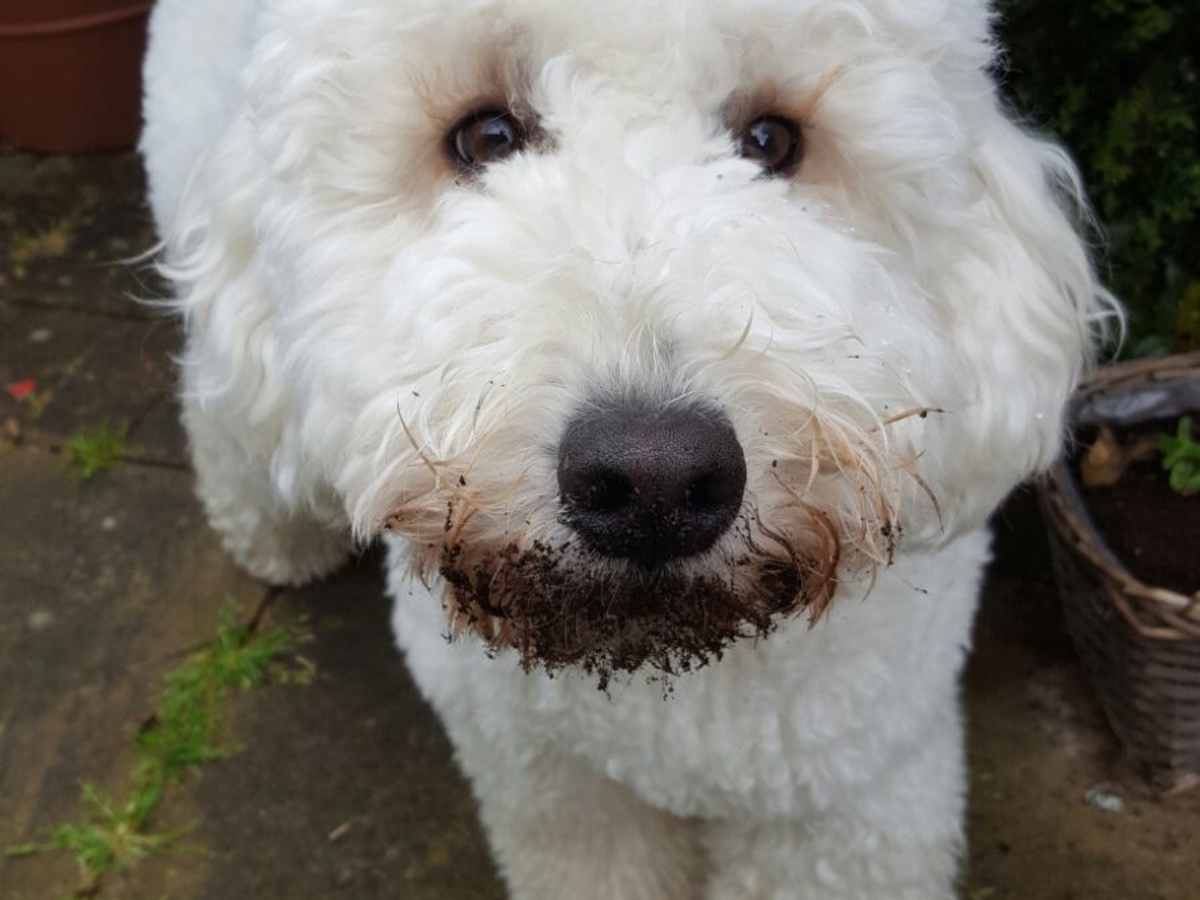 What To Know About Owning A Labradoodle Pethelpful