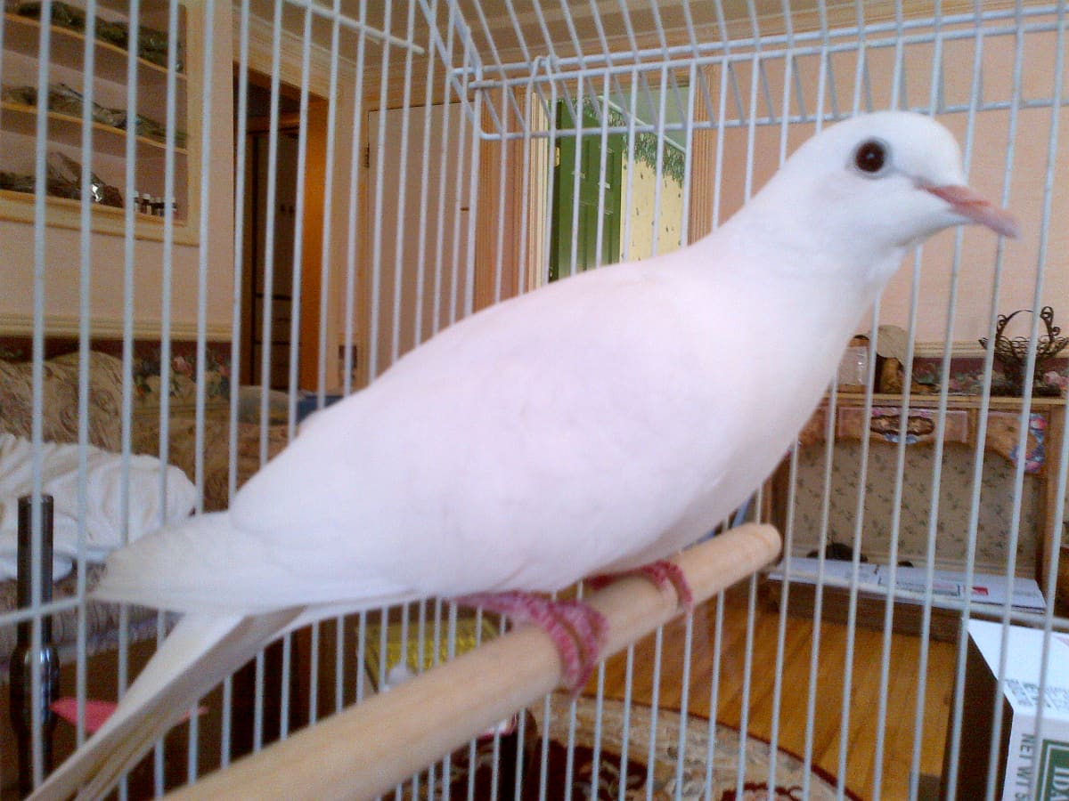Do White Java Doves Make Good Pets? - PetHelpful