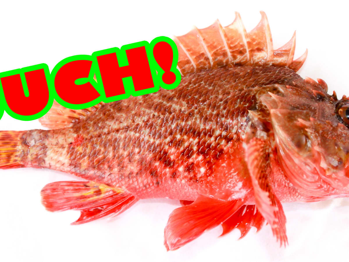 My Story What To Do If You Re Stung By A Scorpionfish Or Lionfish With Photos Patient S Lounge