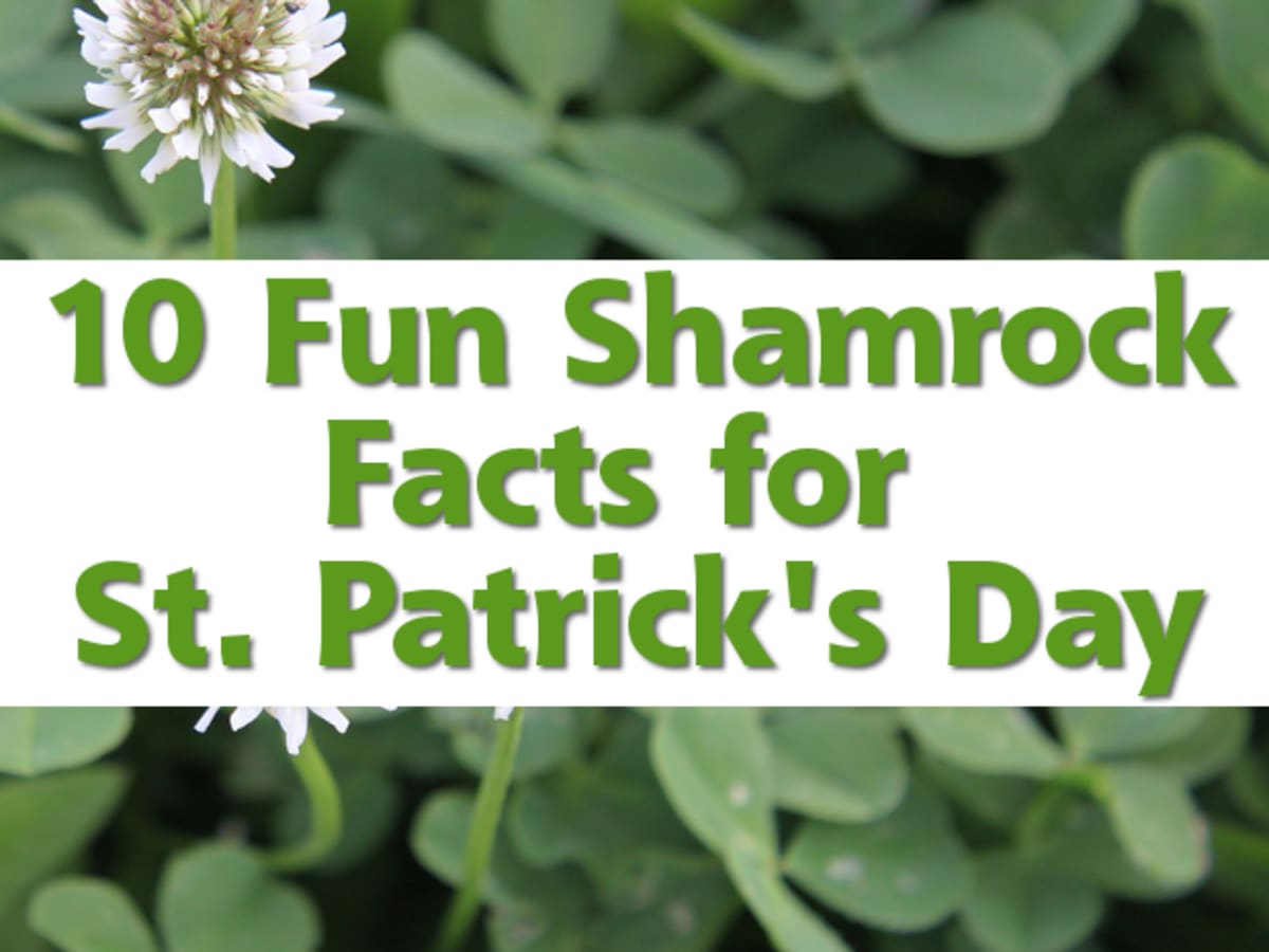 Fun Four Leaf Clover Facts for St. Patrick's Day