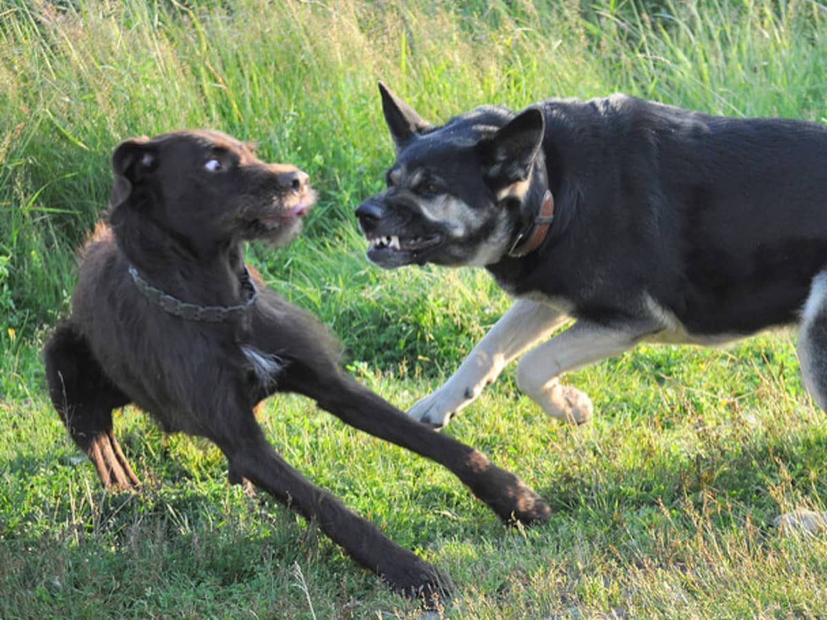 can i shoot a dog attacking my dog