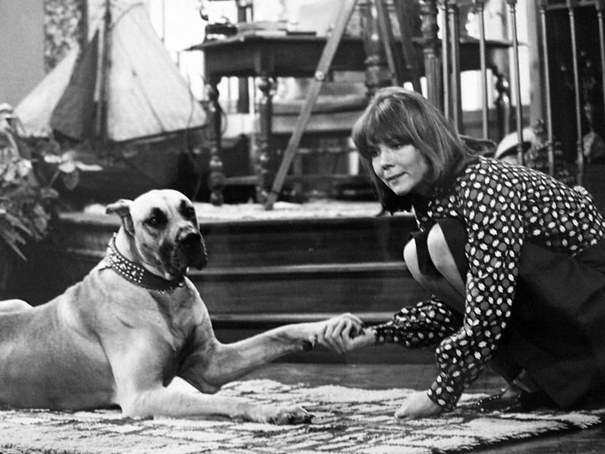 6 Celebrity Great Danes From Television and Film - PetHelpful