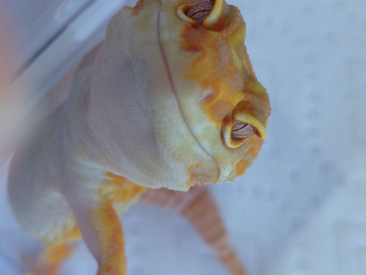 leopard gecko essentials