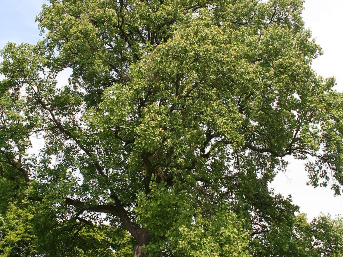 Tulip Poplar Tree Facts Uses And Planting Tips Owlcation