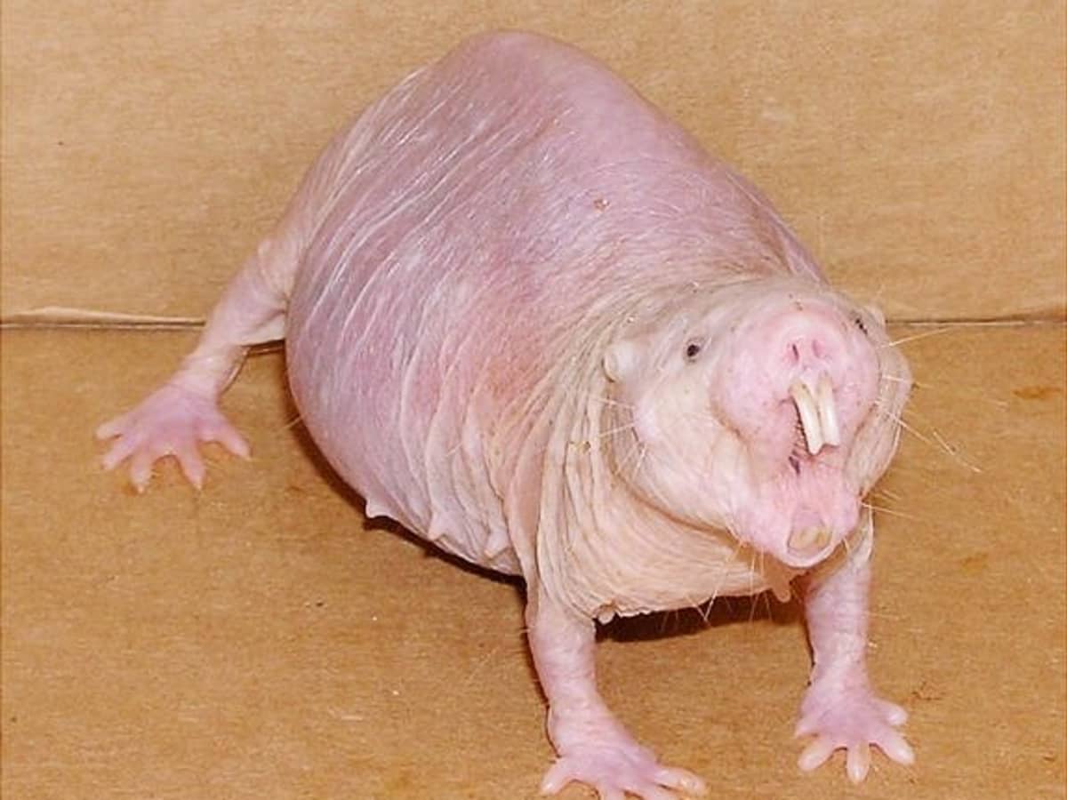 Naked Mole-Rats: Facts About Strange and Fascinating Animals - Owlcation