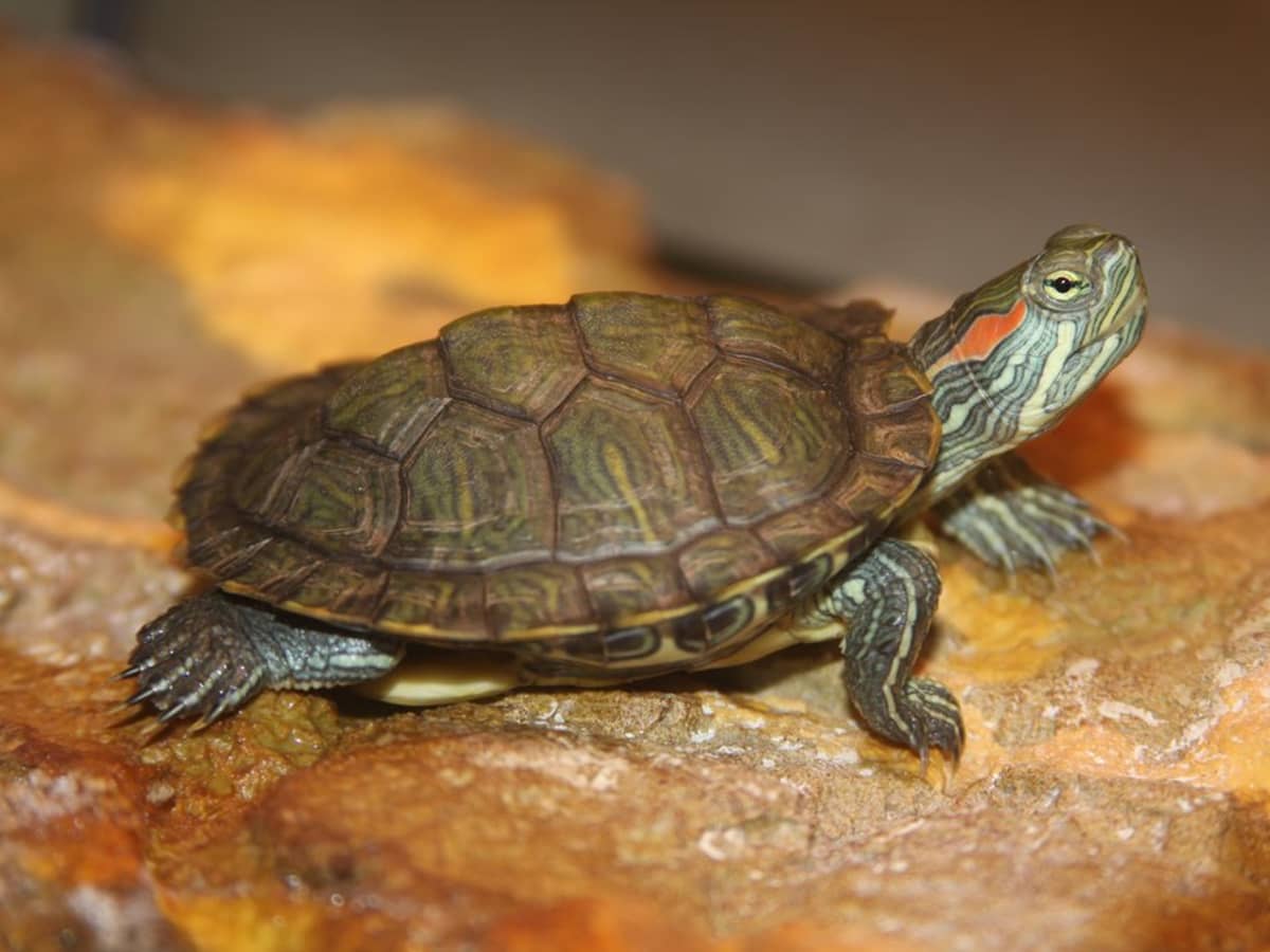How to Keep Red Eared Slider Turtles? 2
