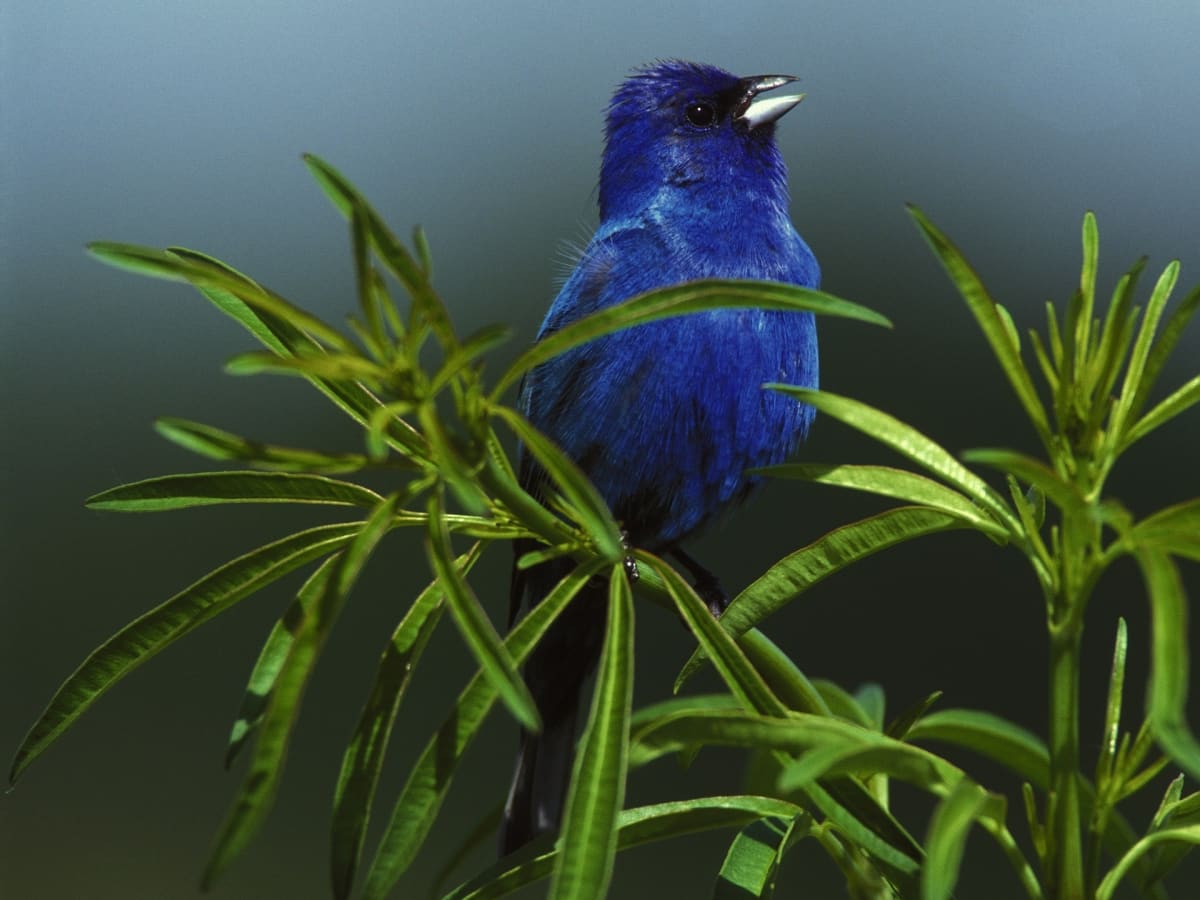 Indigo Bunting Love Birds – Songbird Yarn & Fibres