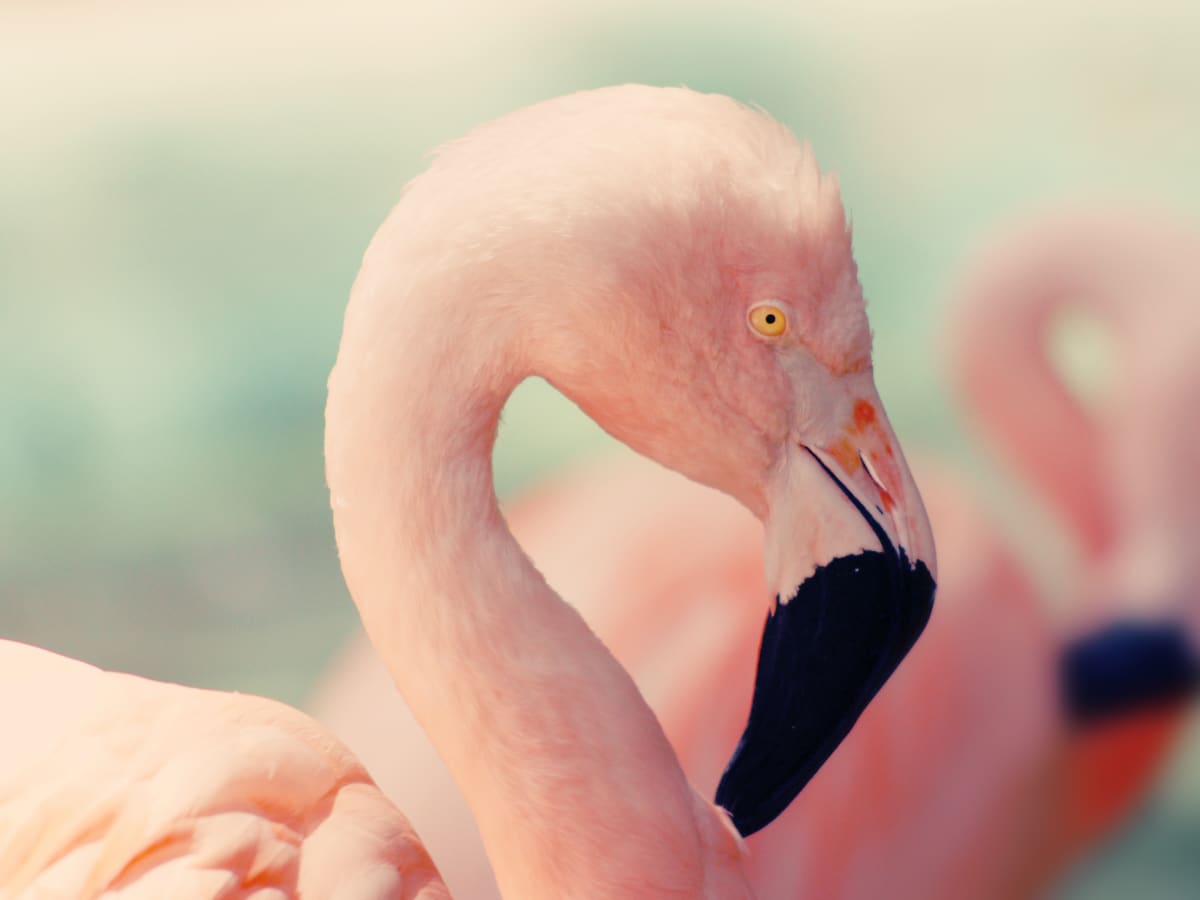 The Texture of Flamingo Feathers, Flamingos are tall, pink …