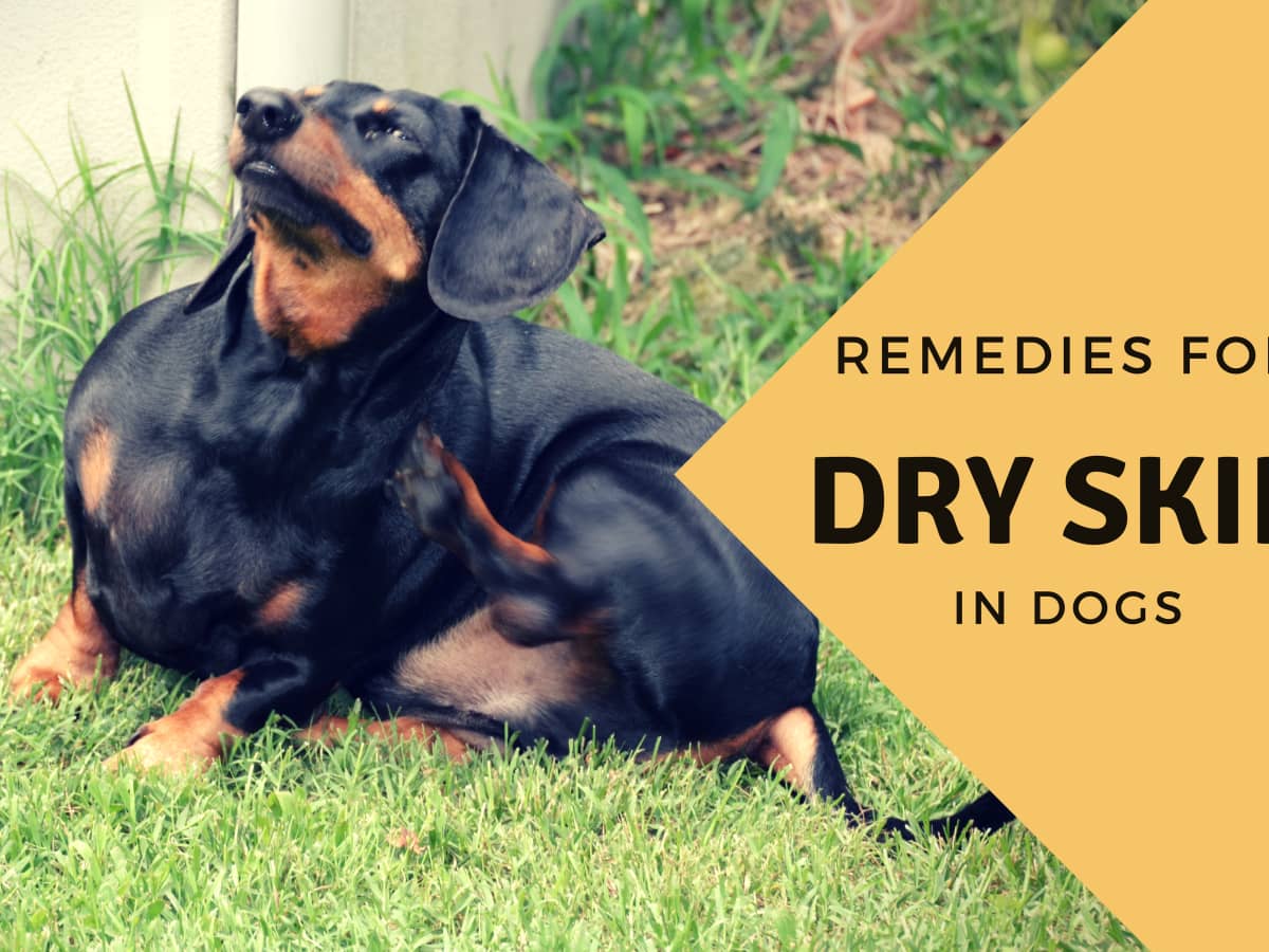 Effective Home Remedies For A Dog With Dry Skin Pethelpful