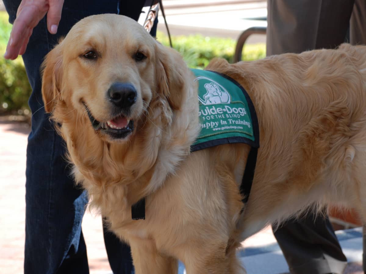 are aa meetings required to allow service dogs