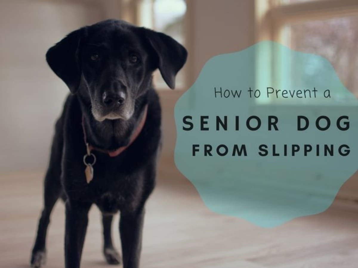 15 Ways to Keep an Old Dog From Slipping on the Floor - PetHelpful