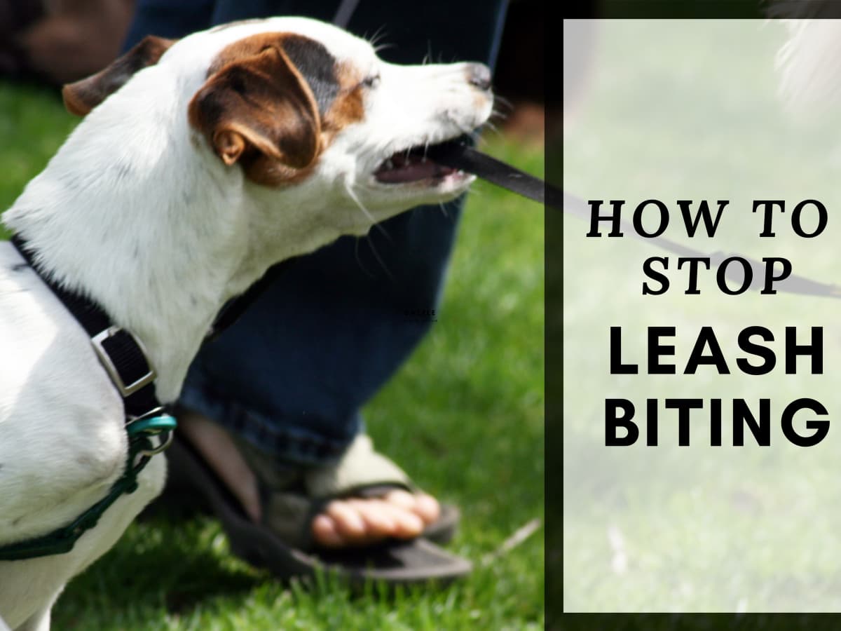 why does dog bite leash