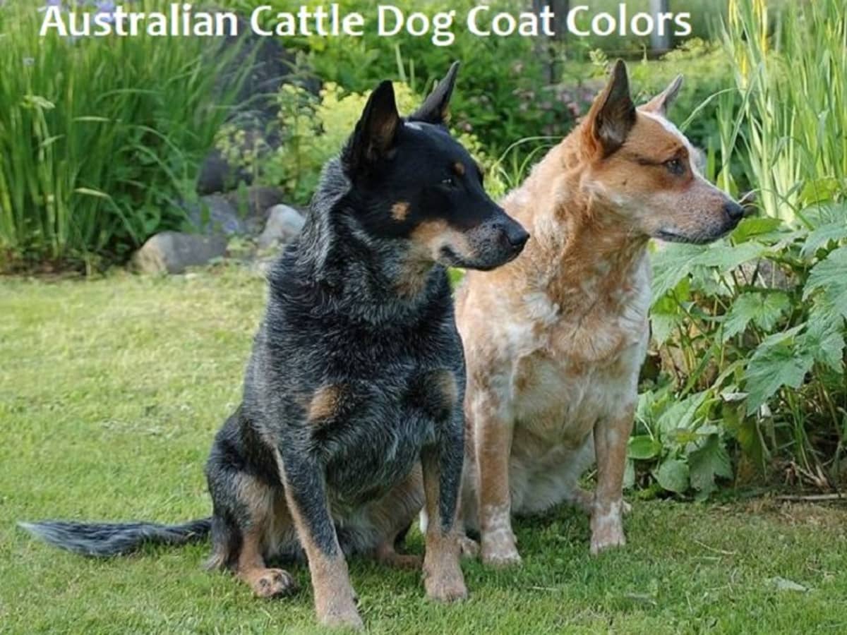 are australian cattle puppies born white