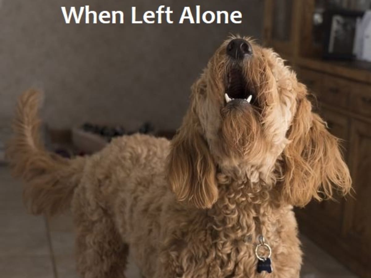 Dog yelping when left alone