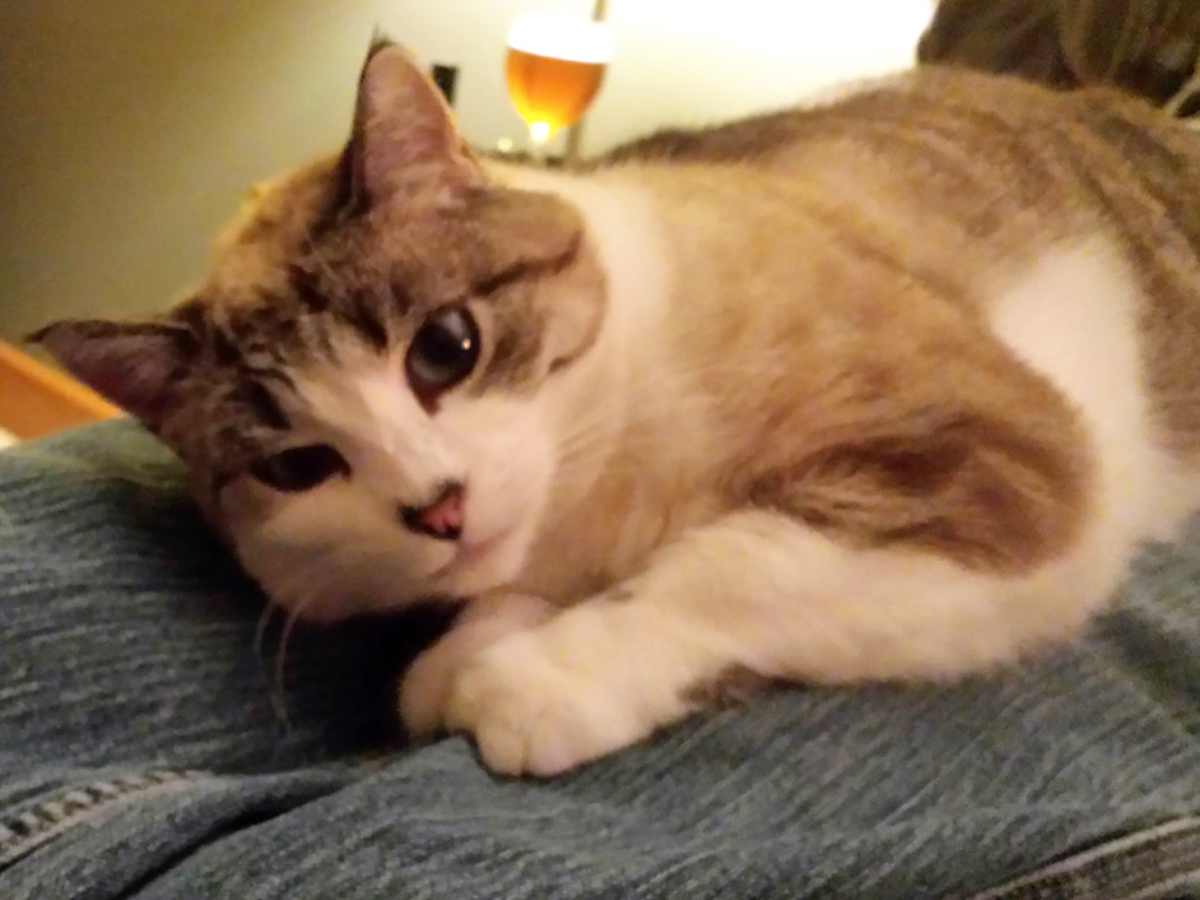 indoor outdoor cat missing