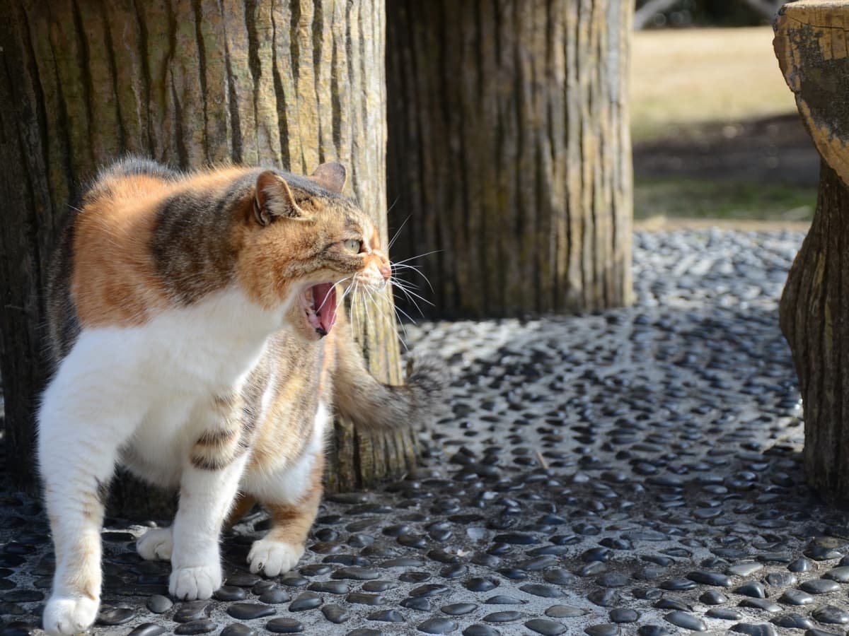 Cat videos are a ruse: Cats are fundamentally narcissistic and aggressive,  and they'd eat you if they could.