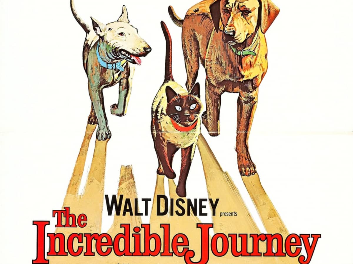 Incredible Journey Disney original lobby card Luath Bodger & Tao line up 