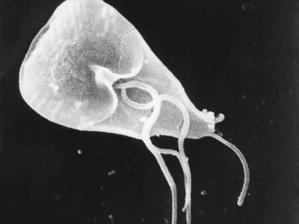 giardia recovery after treatment