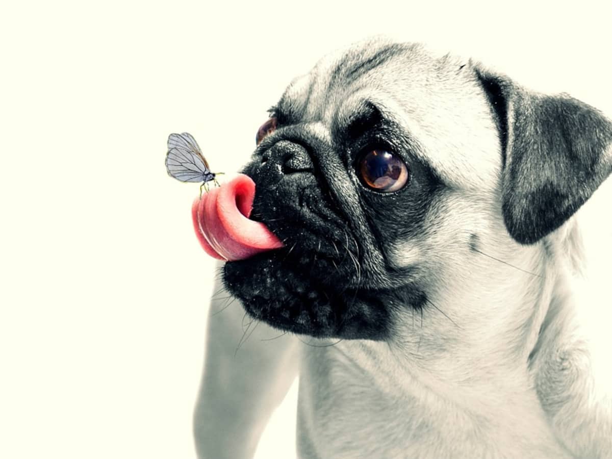 The History Of Pugs: From Ancient China To The Modern Home - Pethelpful