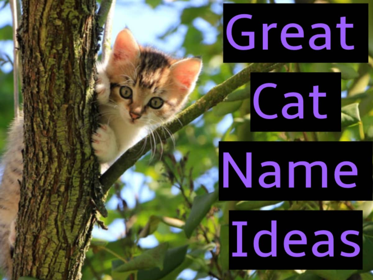 Great Cat Name Ideas Pethelpful