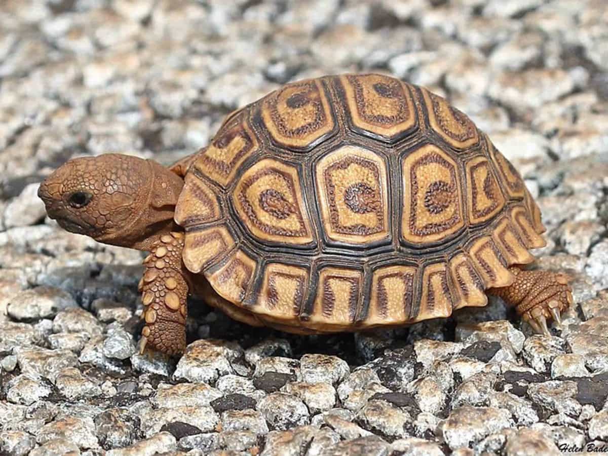 How To Breed Your Leopard Tortoise Pethelpful