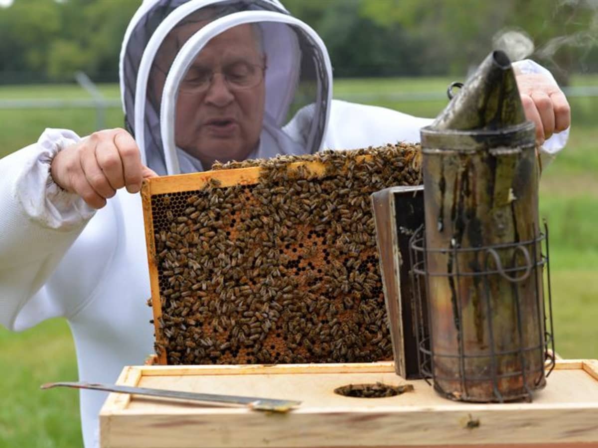 Why Do Beekeepers Give Up?