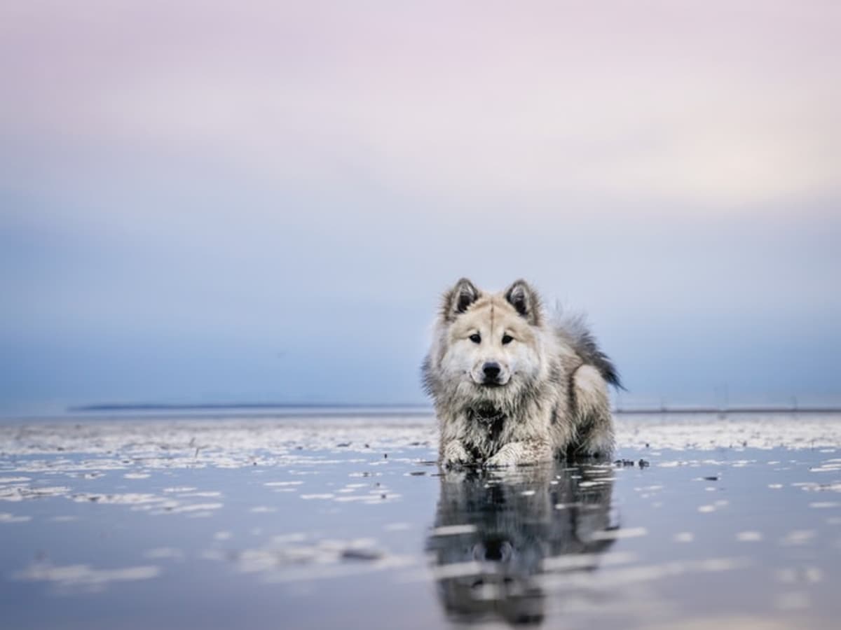 when can dogs go back on the beach