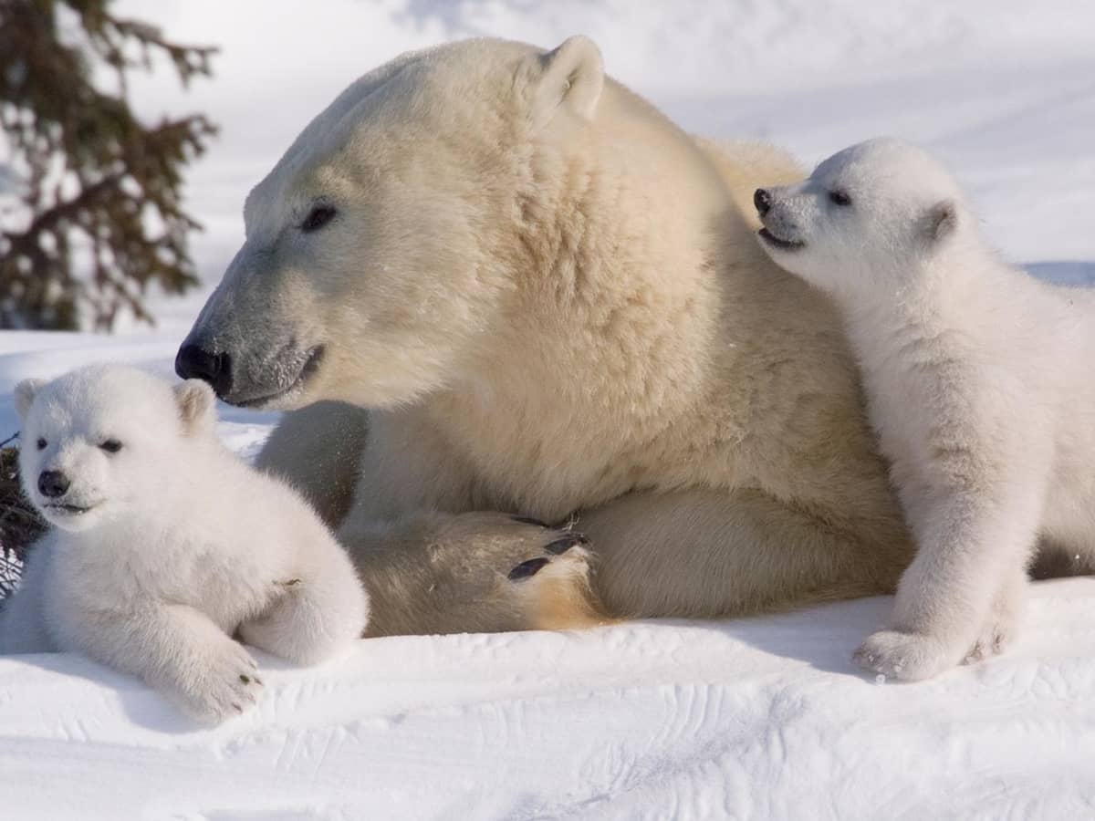 All About the Semi-Aquatic Polar Bear and Its Constant Search for Food in  the Wild - Owlcation