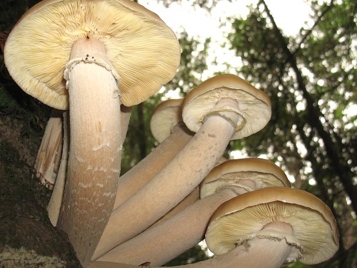 Types of Fungi: Mushrooms, Toadstools, Molds, and More - Owlcation